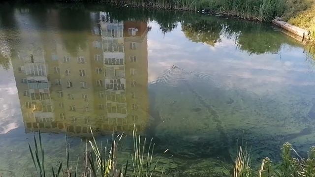 утёнок плывёт по озеру