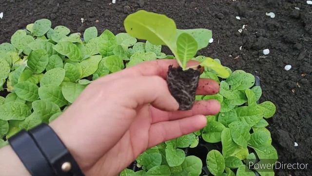 Высадка табака. Обзор рассады