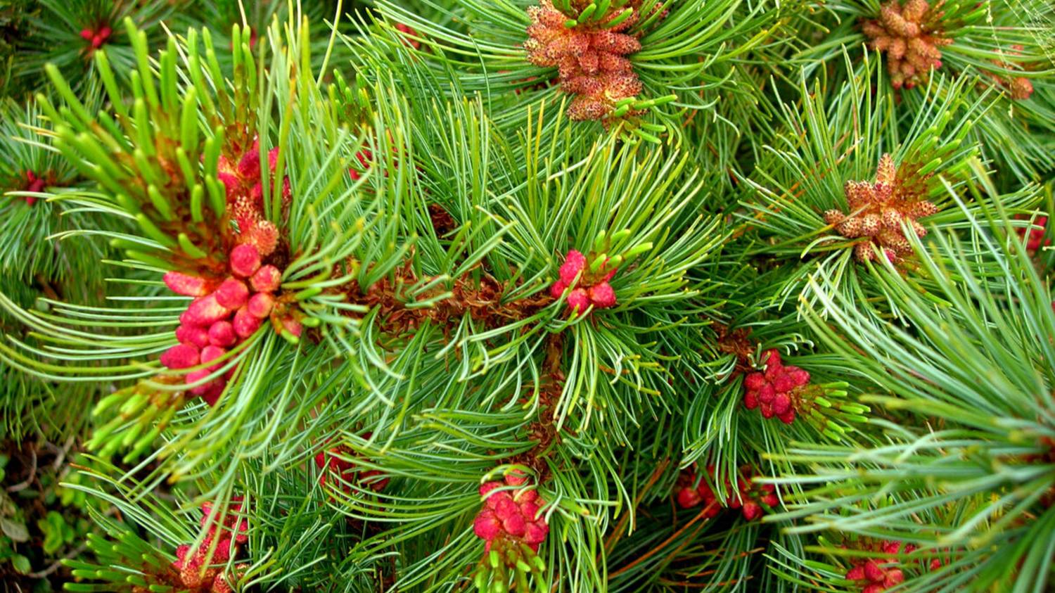 Сосна Красная/Смолистая