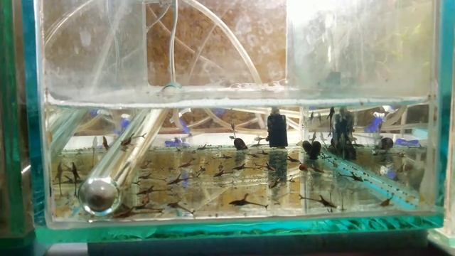 Sturisoma 23 10 2015