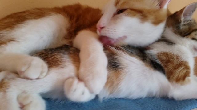 Mon Macaron Qui Prend Bien Soin De Sa Petite Soeur Fidji ❤