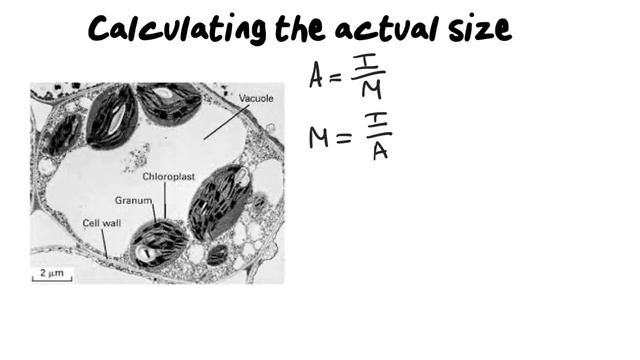 Magnification | How To Calculate Magnification And Actual Size