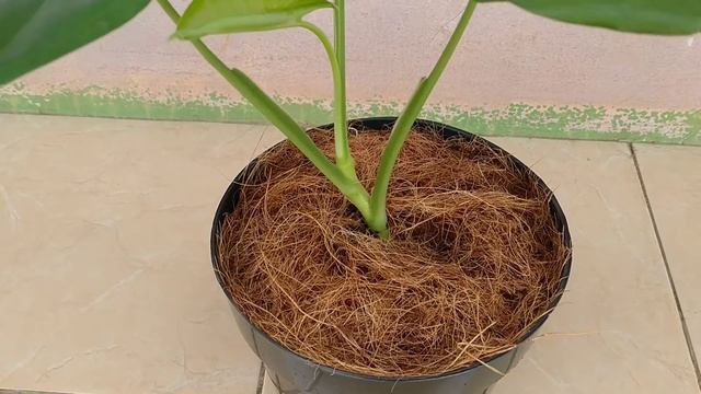 Syingonium Auritum
