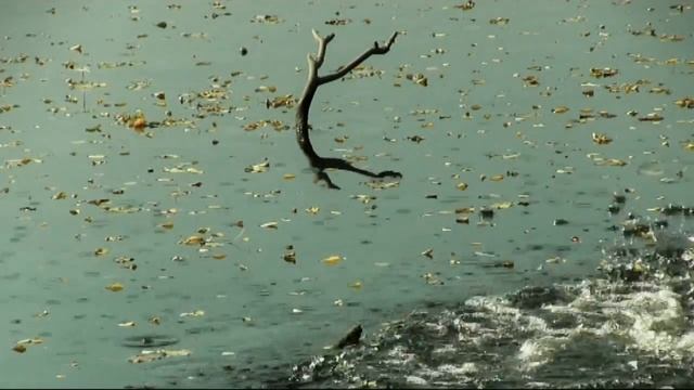 Taio Cruse (на пароме)