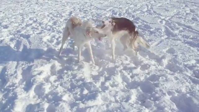 Пума и Корсак.MOV