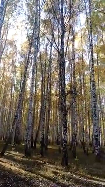Золотая осень