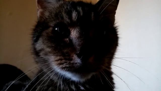 Кот Феня утром.