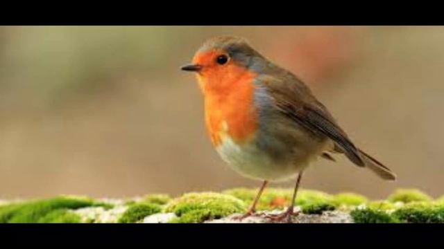 հետաքրքիր փաստեր    թռչունների մասին