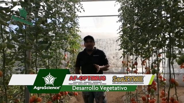 Cómo Conseguir Mayor Vida De Anaquel En Jitomate Ramses F1 Y Más Beneficios De La Nutrición