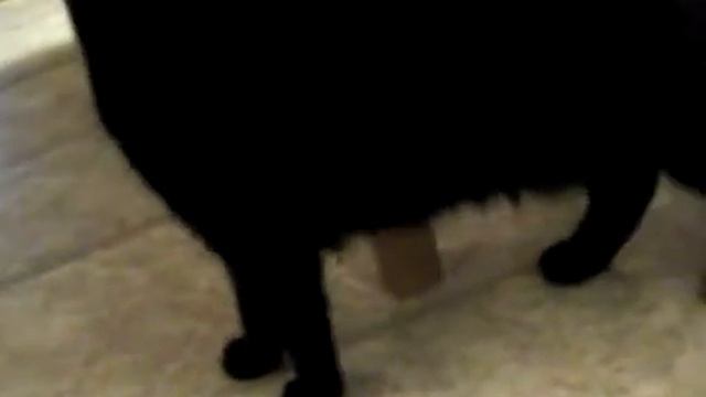 Freya, Letting Me Know She Wants Into The Basement