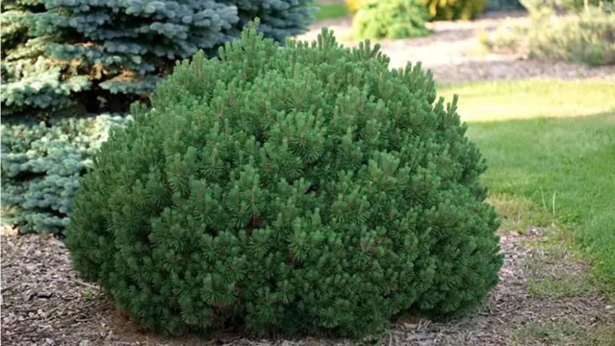 Сосна горная Мопс (Pinus Mugo Mops)