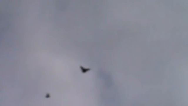 Николаевские голуби