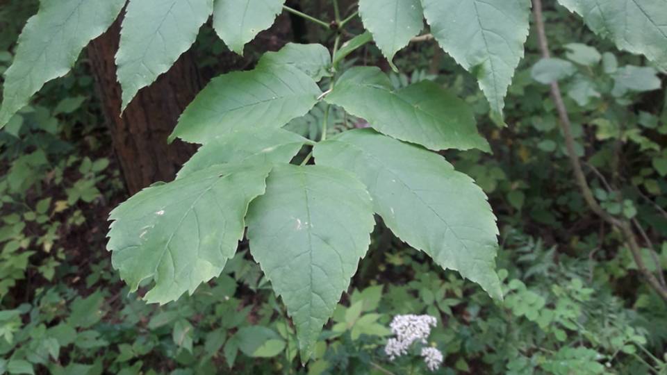 206. Ясень пенсильванский - Fraxinus Pennsylvanica