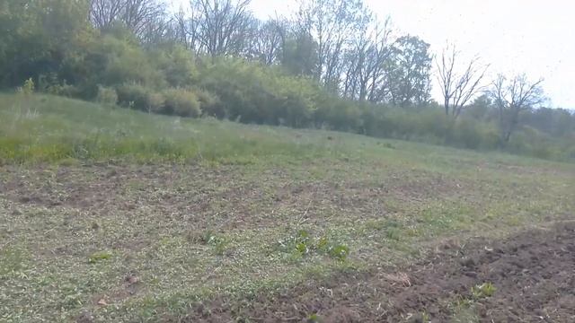 СУДАНКИ не будет! Не буду сеять Суданку