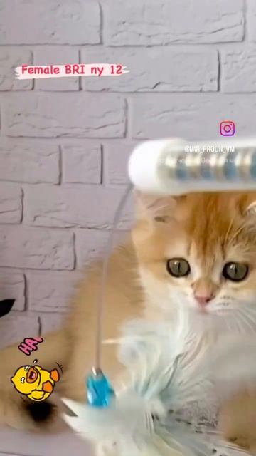 Озорная красотка Инесса .  Британская золотая кошечка составит компанию и порадует своей харизмой