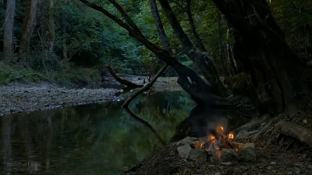 релаксация под звуки костра и пение птиц