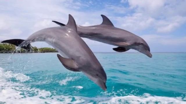 ,,Танец дельфинов