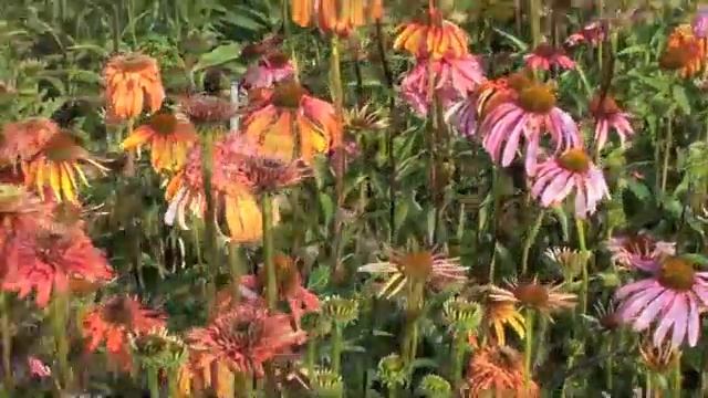 C8446b3c7c65d64563d353353d5e05cb