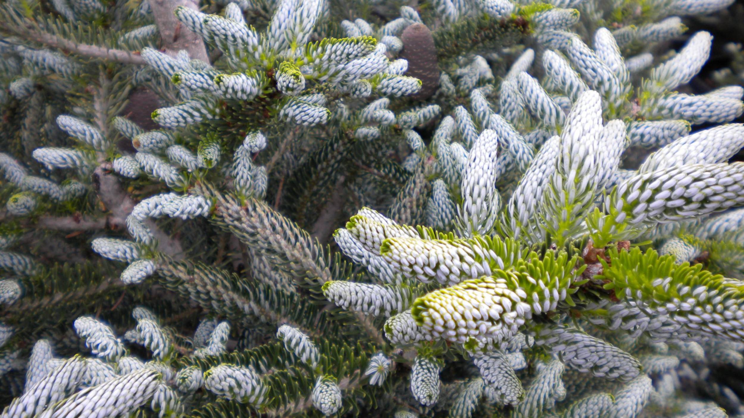 Пихта Корейская Сильберлог