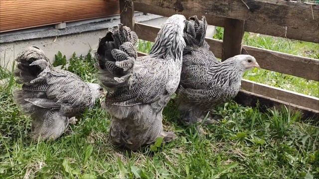 Молодняк Брама темная и Брама чёрное золото 🐥🐥🐥🐤🐤🐤