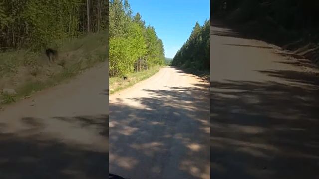 прижим р.Лена
