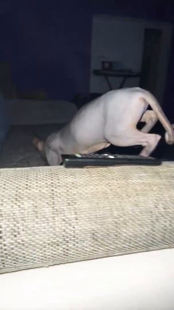 Пришла понюхала и ушла что это было