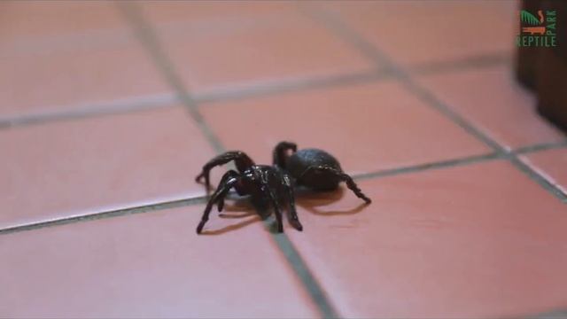 The Most Dangerous Spiders In The World