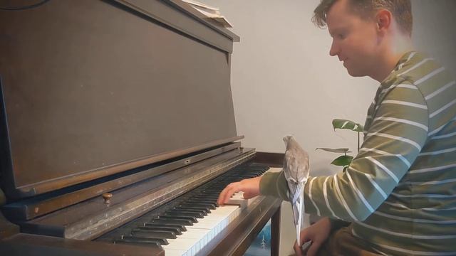 Cockatiel Sings Song Of Storms With Piano Accompaniment