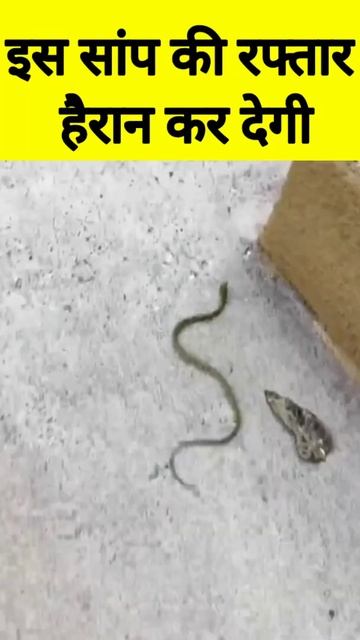 सांप की रफ्तार 100km/घंटा से भी ज्यादा #a2 #facttechz #factsinhindi #shorts