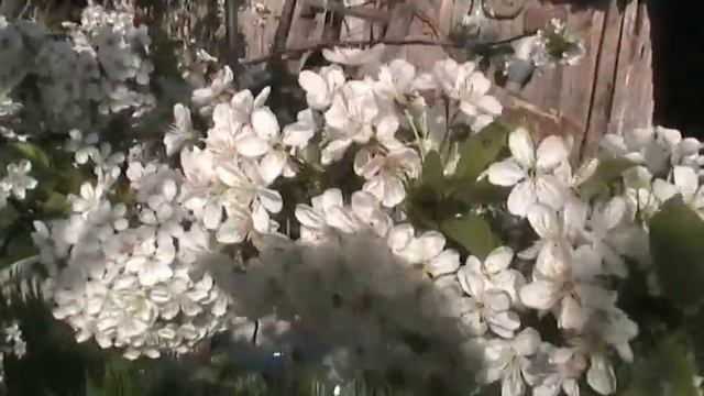 Вишня цветёт