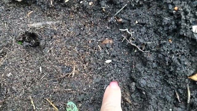 Легко и просто! Посадка семян огурцов.