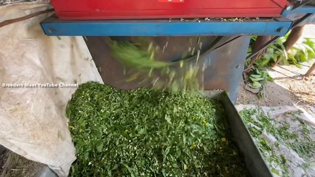 Low Cost Dry Fodder For Goat And Sheep