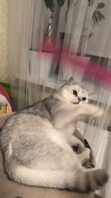 Мой Любимый  Кот Зефир