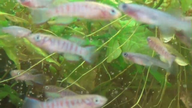 Fundulopanchax Walkeri GH2/74 Growing Up