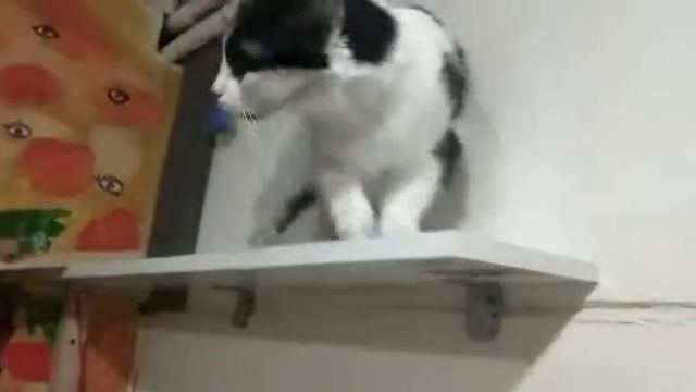 Кошечка Пампушка.