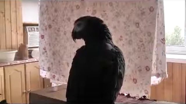 Попугай зажигает!Смотреть всем!)