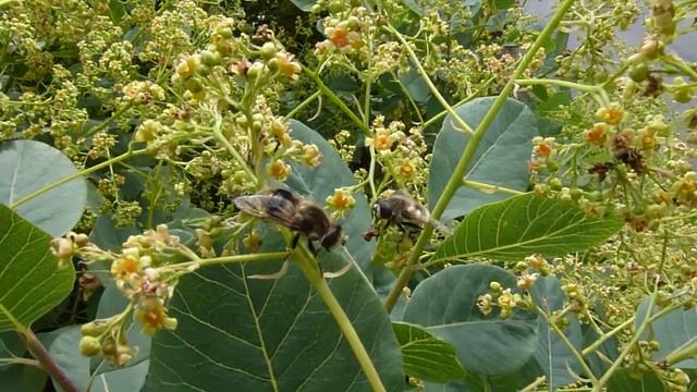 Syrpid Fly Foreplay #1