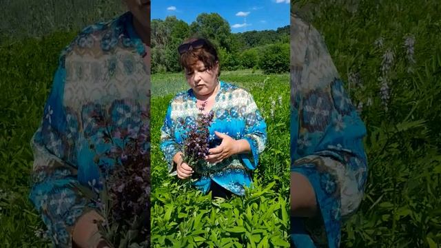 Знайомтесь: шавлія лікарська@7777borch.fito.