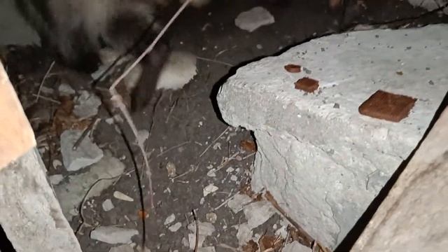 Еноты снова пришли в гости. Дедеркой 17.09.2022