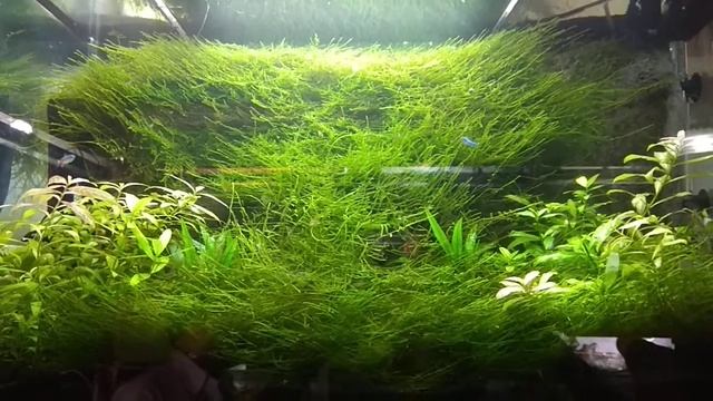 Planted Fish Tank In Aquaruim Shop