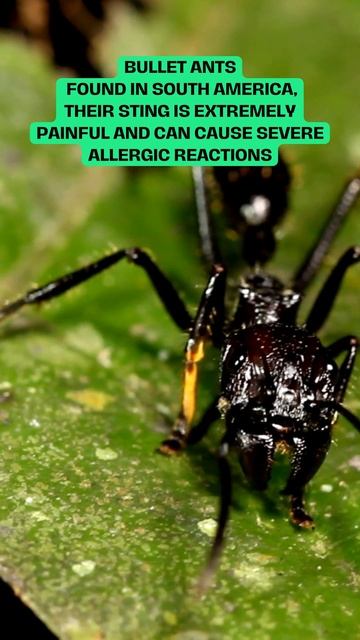 World's Most Dangerous Bugs!