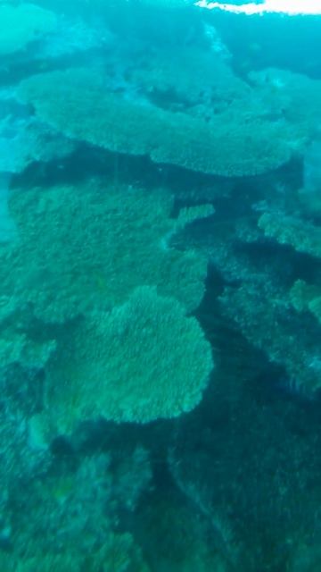 جمال الغردقه