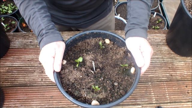 Square Foot Bucket Garden Rebuild. Grow Organic Food At Home.