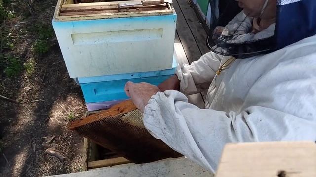 ОТКАЧКА МАЙСКОГО МЁДА ,ПРОВЕРЯЕМ НУКЛЕУСЫ.