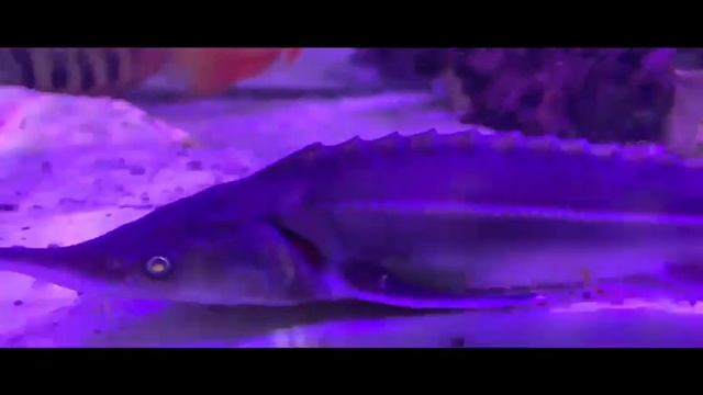 700 Litre Monster Fish Tank Feeding & Adding A White Sturgeon To Our Collection Inc 3ft Fire Eel