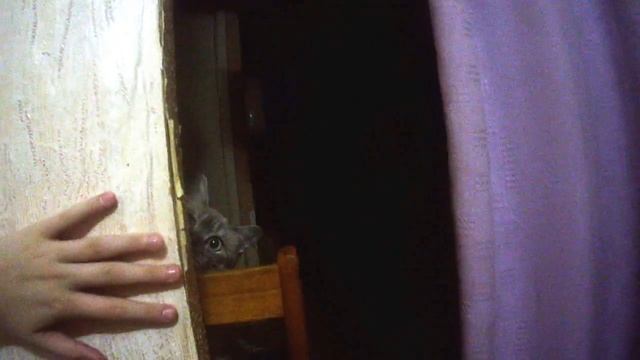 Кошке плохо))!