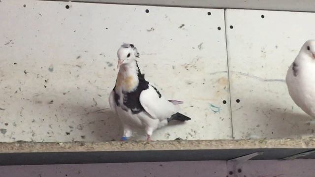 Pigeons.Что надо делать если голуби заболели.