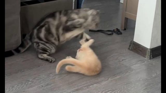 17e98f6b1868c41a1d05e9652bafa289