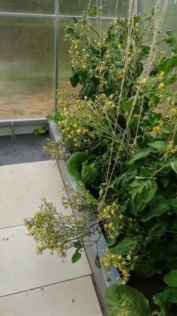 Что с этими Поцелуями делать??!!