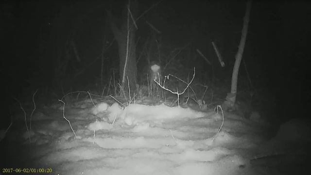 PR 600 Mini Trail Camera Snow